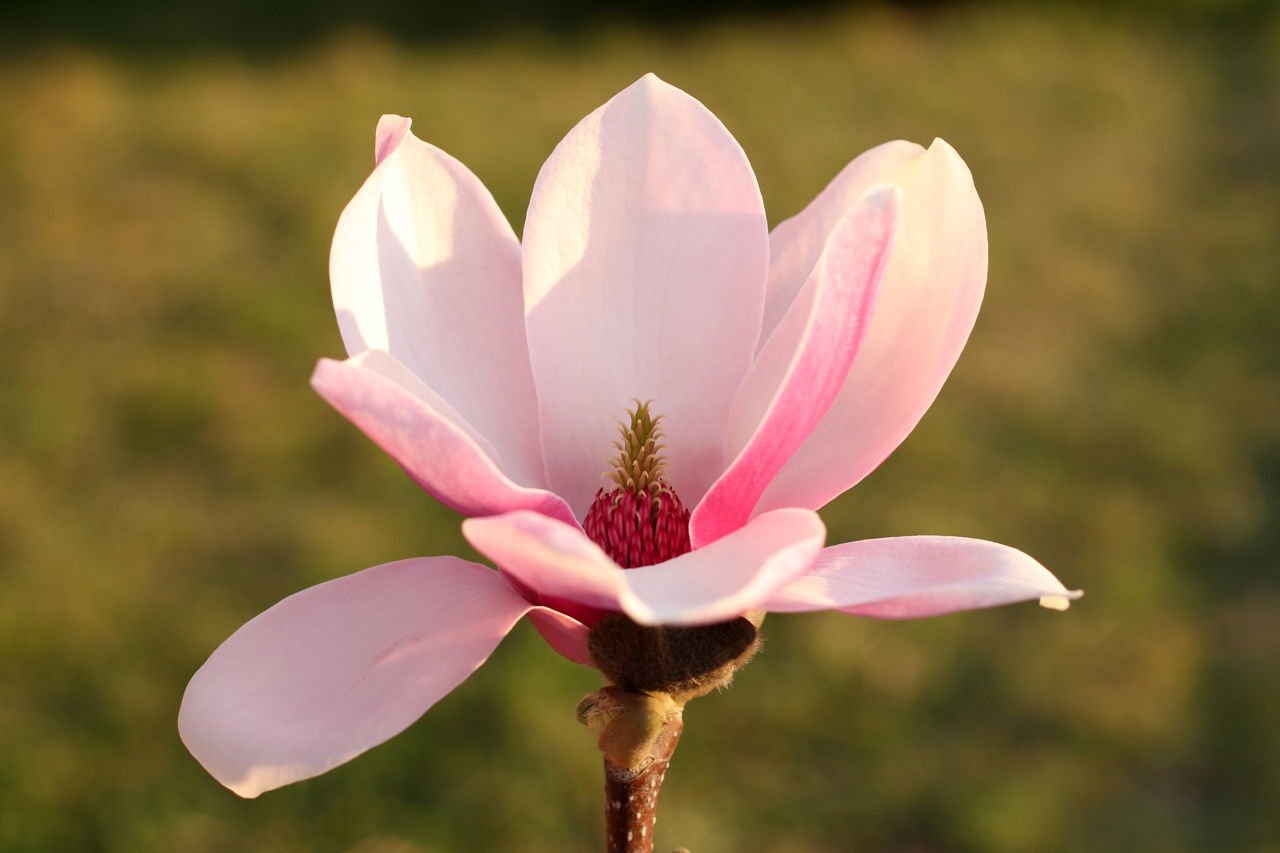 Магно́лия лека́рственная (лат. Magnolia officinalis)
